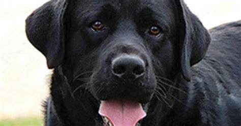 Devanley labradors. Things To Know About Devanley labradors. 